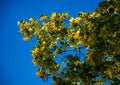 Branch of linden tree in blossom Royalty Free Stock Photo