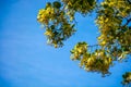 Branch of linden tree in blossom Royalty Free Stock Photo