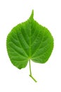 Branch of linden tree leaves isolated on a white background, top view Royalty Free Stock Photo