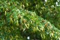 Branch of linden tree or Tilia Royalty Free Stock Photo