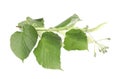Branch of linden tree with fresh green leaves and blossom isolated on white. Spring season Royalty Free Stock Photo