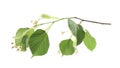 Branch of linden tree with young fresh green leaves and blossom isolated. Spring season Royalty Free Stock Photo