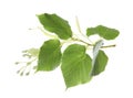 Branch of linden tree with young fresh green leaves and blossom isolated. Spring season Royalty Free Stock Photo