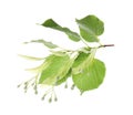 Branch of linden tree with young fresh green leaves and blossom isolated. Spring season Royalty Free Stock Photo