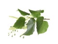 Branch of linden tree with young fresh green leaves and blossom isolated. Spring season Royalty Free Stock Photo