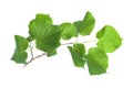 Branch of linden tree with fresh green leaves isolated on white. Spring season Royalty Free Stock Photo