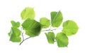 Branch of linden tree with fresh green leaves isolated on white. Spring season Royalty Free Stock Photo