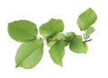 Branch of linden tree with fresh green leaves isolated on white. Spring season Royalty Free Stock Photo