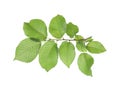 Branch of linden tree with young fresh green leaves isolated. Spring season Royalty Free Stock Photo