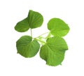 Branch of linden tree with young green leaves isolated on white. Spring season Royalty Free Stock Photo