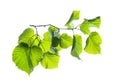Branch of linden tree with young green leaves isolated on white. Spring season Royalty Free Stock Photo