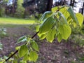 a branch of a linden tree with young juicy foliage Royalty Free Stock Photo