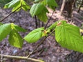 a branch of a linden tree with young juicy foliage Royalty Free Stock Photo