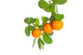 Branch of little oranges isolated on white Royalty Free Stock Photo