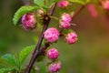 Branch with little pink flowers, flowers in the garden at spring Royalty Free Stock Photo