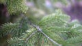 Branch of living spruce close-up. Spruce conifer growing in the forest.