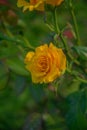 Branch with a yellow rose Royalty Free Stock Photo