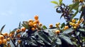 Branch of a loquat medlar fruit plant with ripe sweet yellow fruits Royalty Free Stock Photo