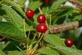 branch with a lot of green leaves and red ripe cherry berries Royalty Free Stock Photo