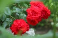 Branch of lush gorgeous red roses in the garden Royalty Free Stock Photo
