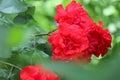 Branch with lush luxurious red roses close-up Royalty Free Stock Photo