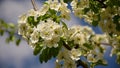 A branch of a lushly blooming pear sways in the wind close-up.