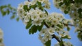 A branch of a lushly blooming pear swinging in the wind close-up.