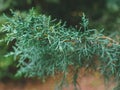 branch of lusitanian glaucous cypress close up, selected focus