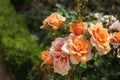 Branch of luxury orange roses.