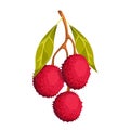 A branch with lychee fruits.Exotic fruits, berries on a branch with leaves.