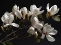 Branch of magnolia blossoms