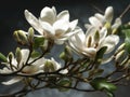 Branch of magnolia blossoms