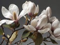 Branch of magnolia blossoms