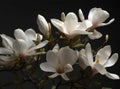 Branch of magnolia blossoms