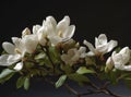 Branch of magnolia blossoms