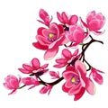 branch magnolia flower red garden decorative. vector illustration