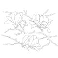 Branch of magnolia with flowers. Royalty Free Stock Photo
