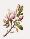 Branch with magnolia flowers. Flowering branch, spring collection. White background, isolated object Royalty Free Stock Photo