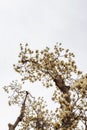 Branch with magnolia flowers Royalty Free Stock Photo