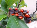 Branch of Magnolia Grandiflora tree, with seed pod and red, ripe seeds. Royalty Free Stock Photo