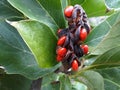 Branch of Magnolia Grandiflora tree, with seed pod and red, ripe seeds. Royalty Free Stock Photo