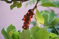 Branch of Magnolia Grandiflora tree, with seed pod and red, ripe seeds. Royalty Free Stock Photo