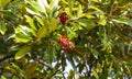 Branch of Magnolia Grandiflora tree, with seed pod and red, ripe seeds. genus of flowering plants in the Magnoliaceae