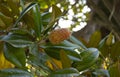 Branch of Magnolia Grandiflora tree, with seed pod and red, ripe seeds. Royalty Free Stock Photo