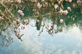 Branch of Magnolia on the shore of the pond on the background of the reflection of the sky and clouds on the water surface Royalty Free Stock Photo