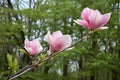 The branch of magnolia with three flowers Royalty Free Stock Photo