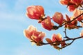 Branch of magnolia tree  Magnolia soulangeana  with beautiful pink flowers on sunny spring day. Copy space Royalty Free Stock Photo