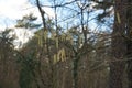 Branch with male catkins next to female flower buds in winter. Corylus avellana is a species of flowering plant. Berlin, Germany