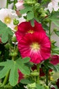 A branch of mallow with red flowers in the garden on a flower bed.