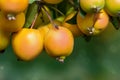 The branch of Malus baccata or Siberian crab apple tree with tiny red and orange cherry apples Royalty Free Stock Photo